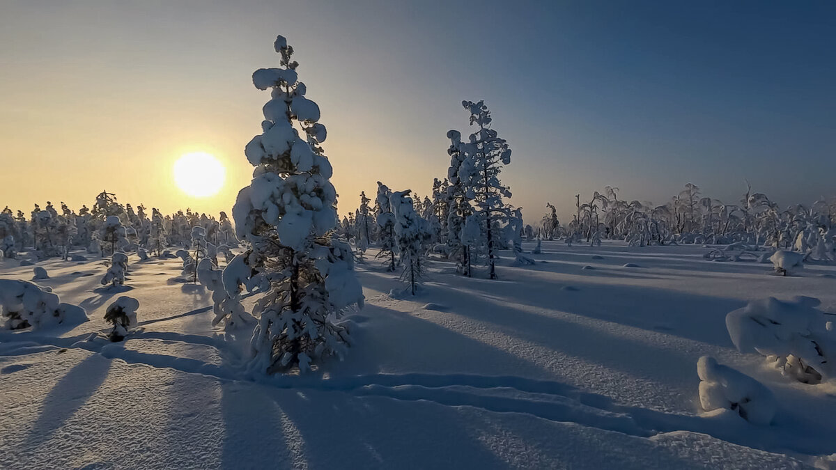 Зимнее утро в лесу - Aleksey Afonin