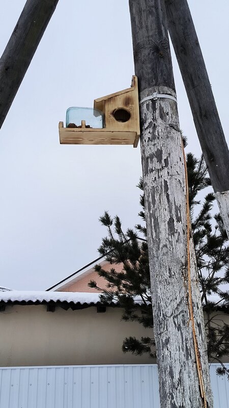 Птичья столовая. - Ольга 