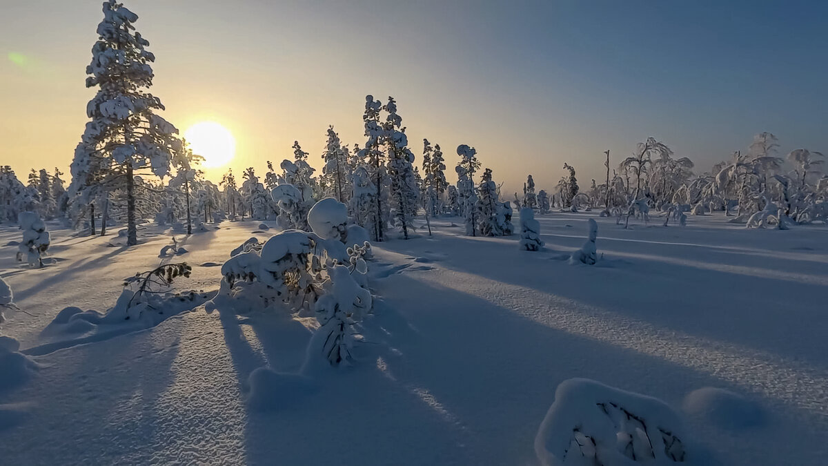 Зимнее утро в лесу - Aleksey Afonin