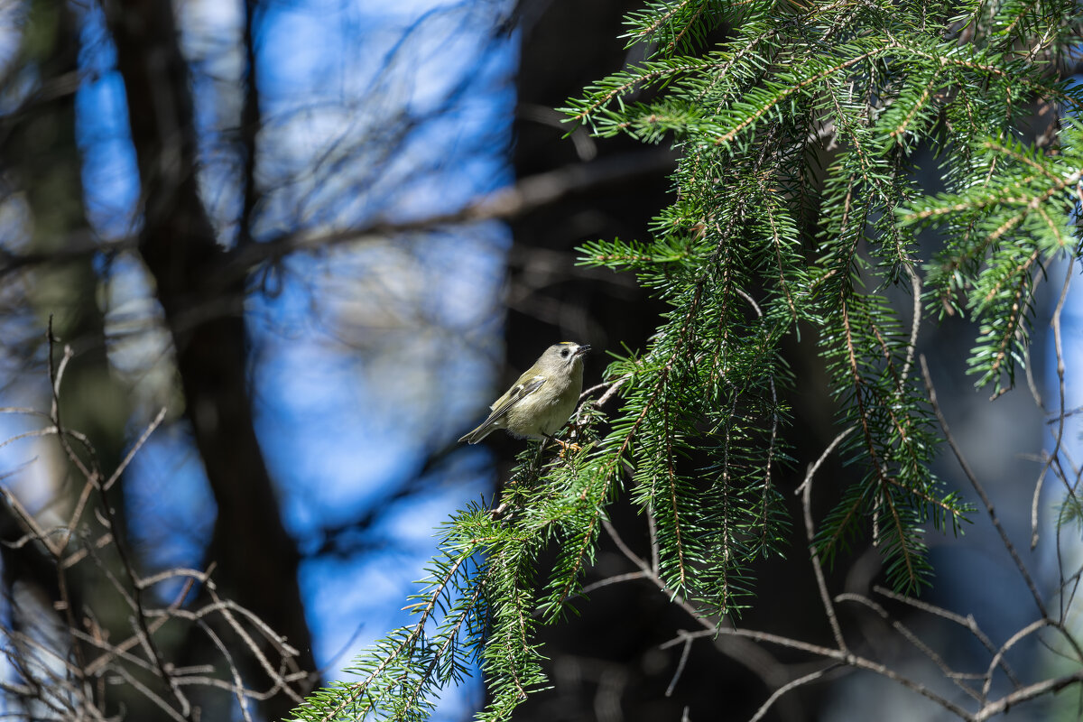 желтоголовый королек. - юрий макаров