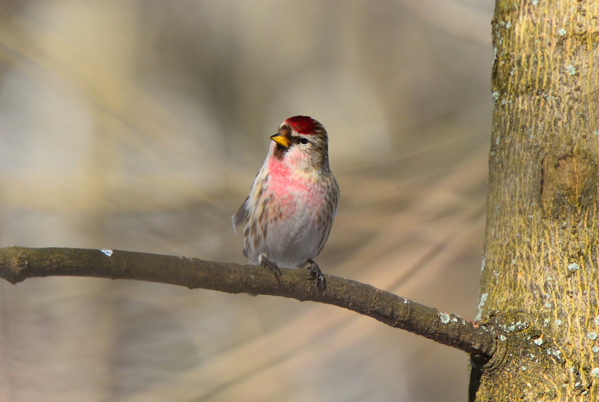 Чечётка - Константин Анисимов