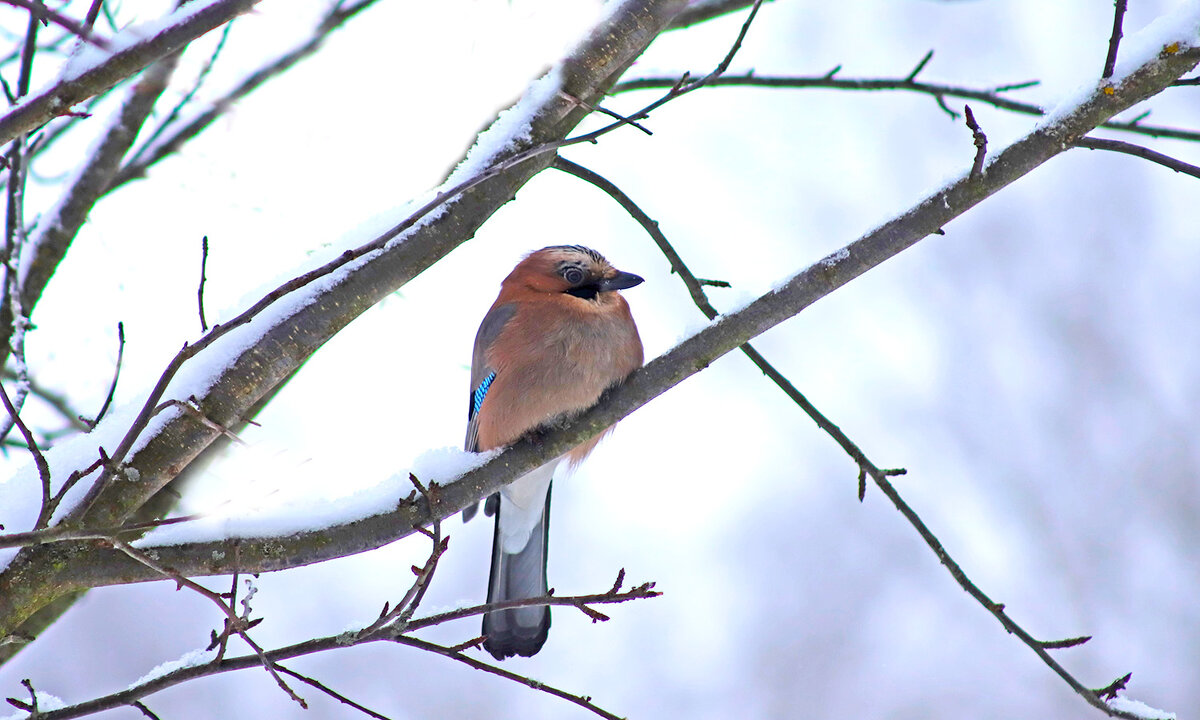 Утро - краснов юрий 