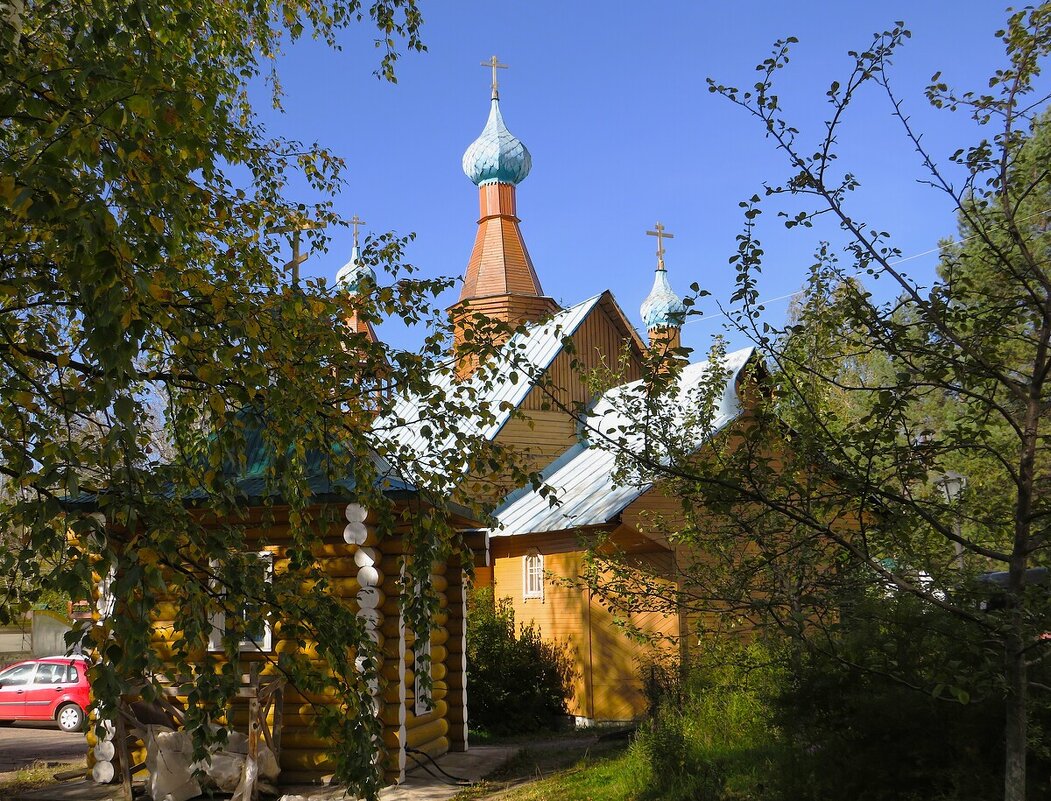 Сквозь ветви - Лариса С.