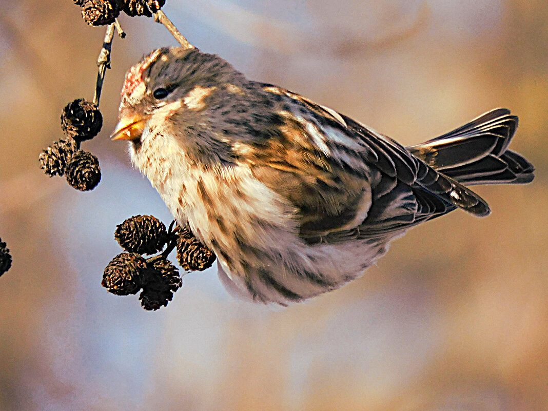 Чечётка - Лина 