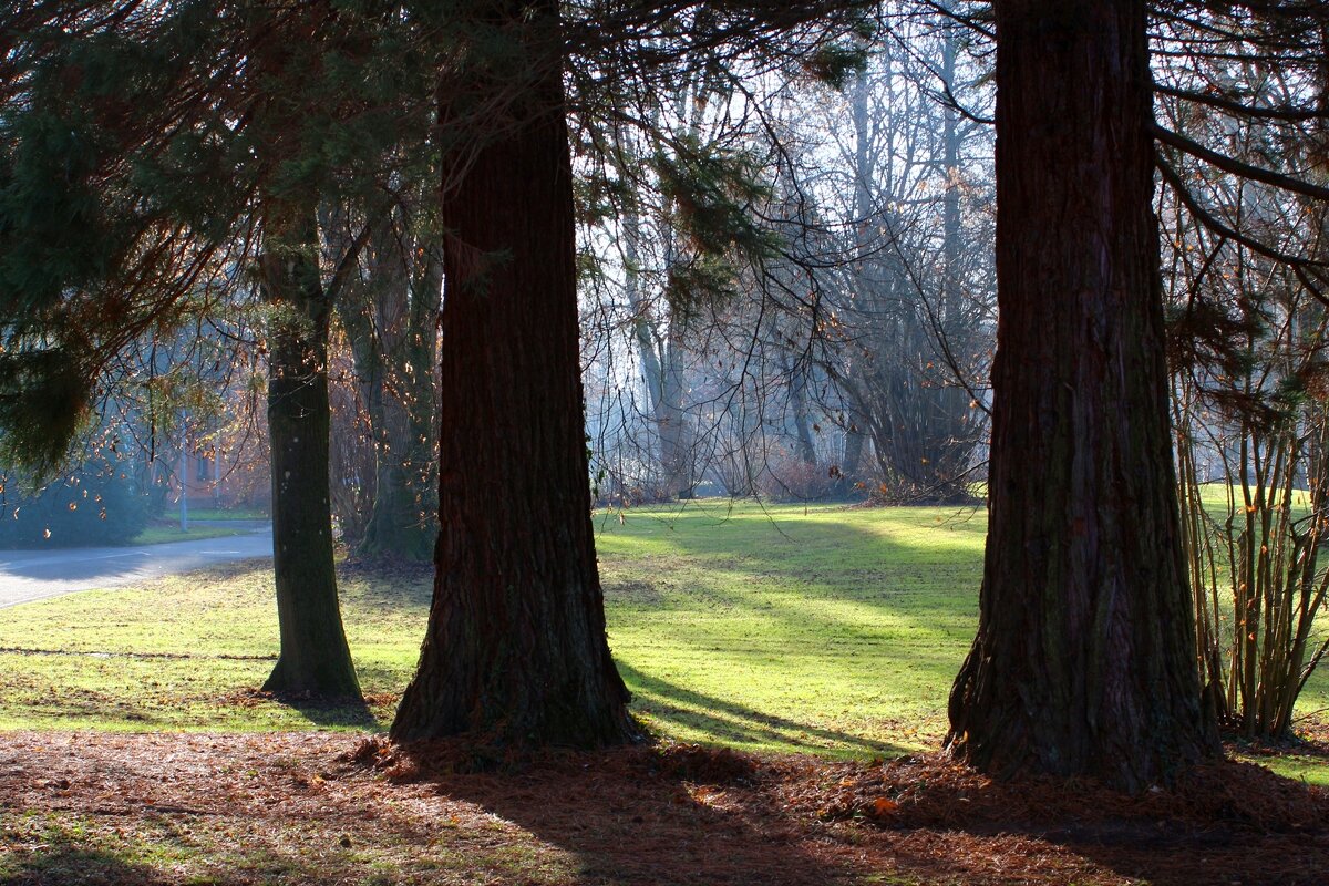 Утро - Юрий. Шмаков