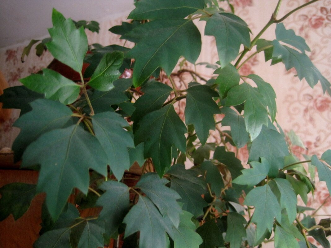 Интерьер в моем доме - Елена Семигина