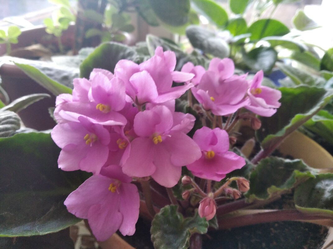 Фиалка - Елена Семигина