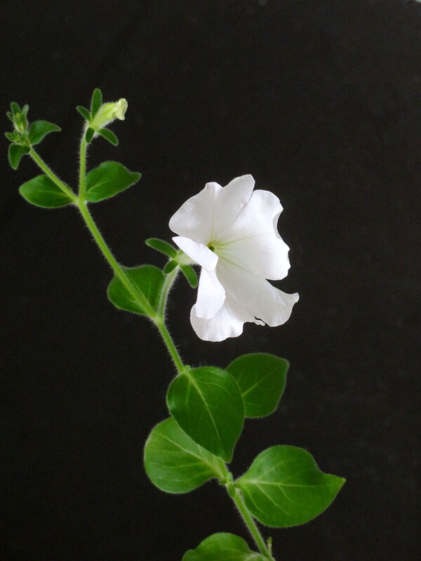 Вот так подснежник! - Егор Бабанов