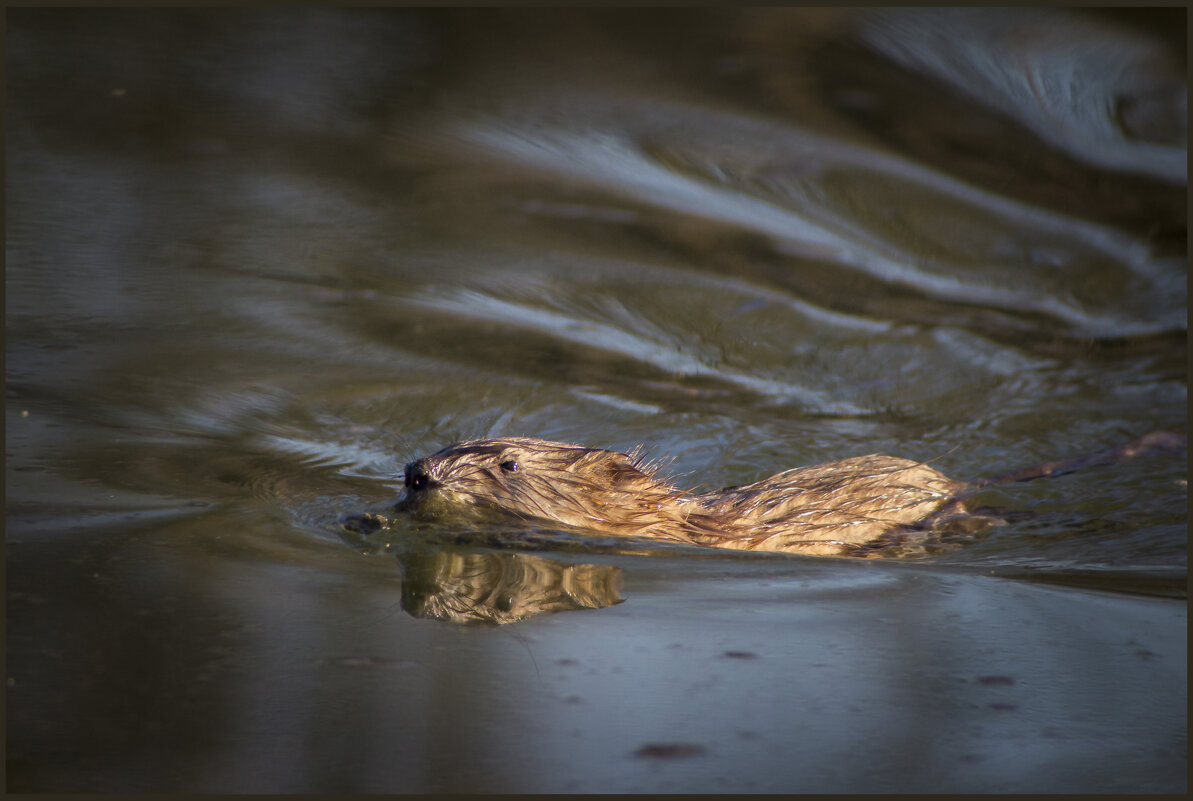 *** - Александр. AVG100 ---