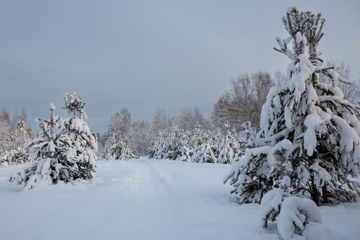 Сосенки. - Андрей Дурапов