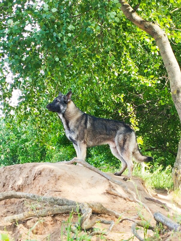 речной волк - Лидия Меркулова