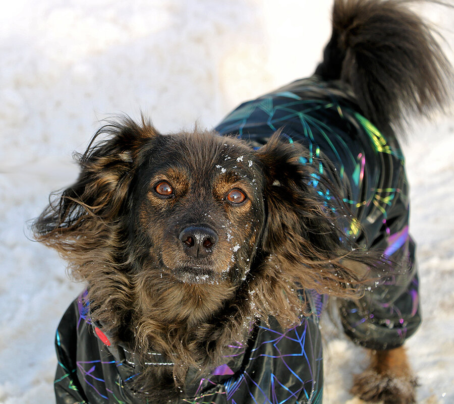 Красавчик Чарли - Светлана 