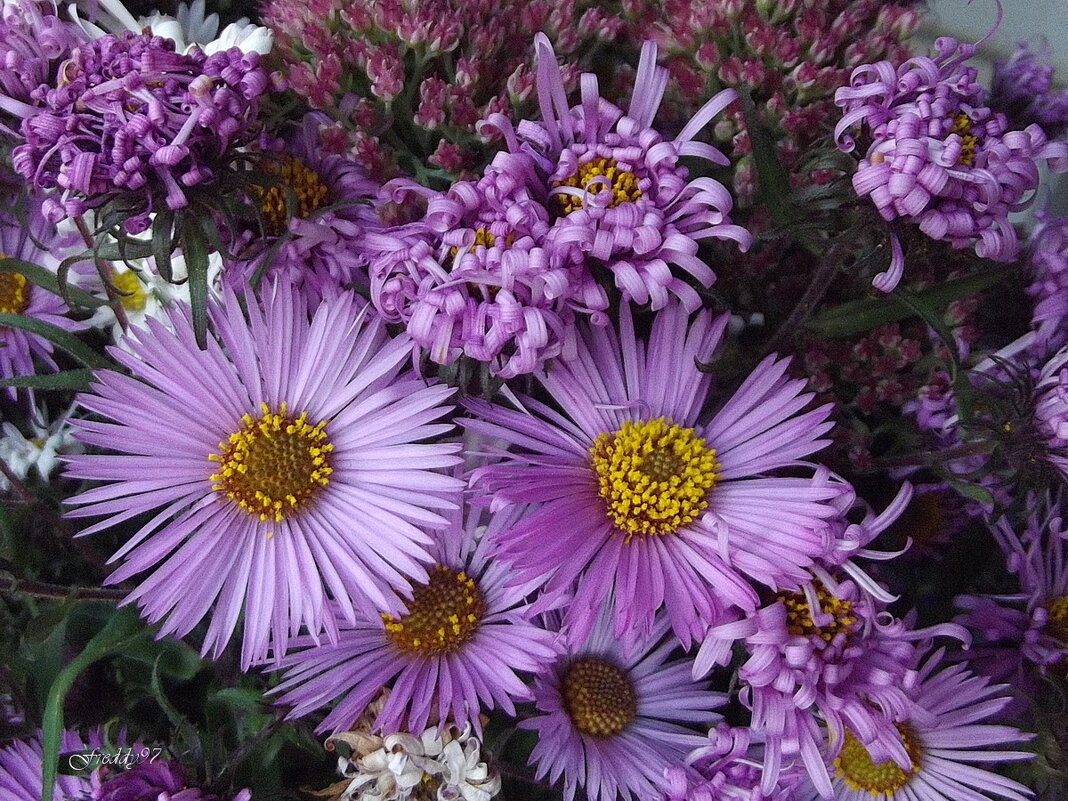 Букет - Freddy 97