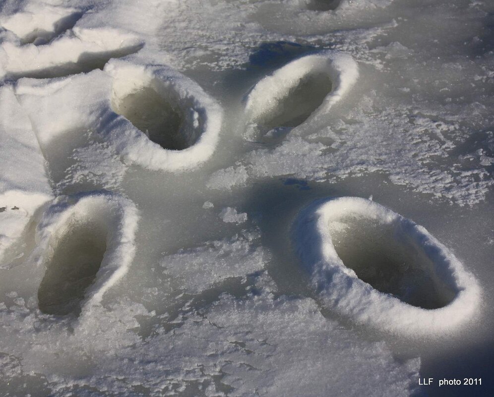 Замёрзшие следы... - Liudmila LLF