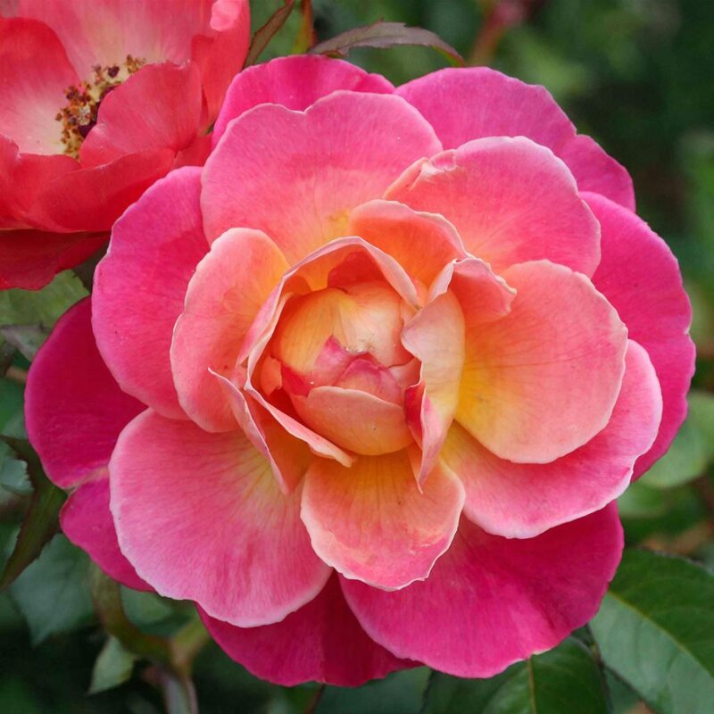 *** - МАРИЯ ПОПОВА