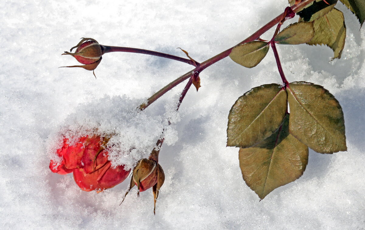 февраль - Михаил Бибичков