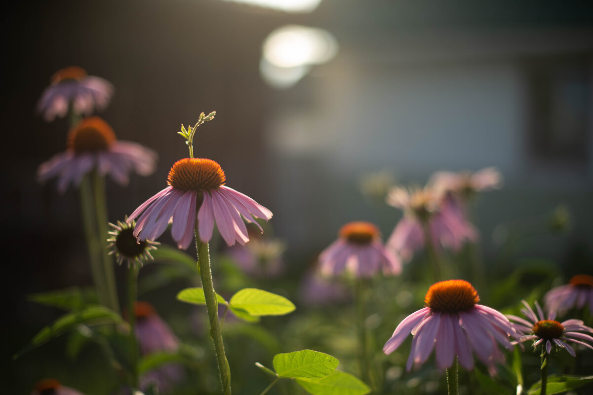 **** - Светлана Попова