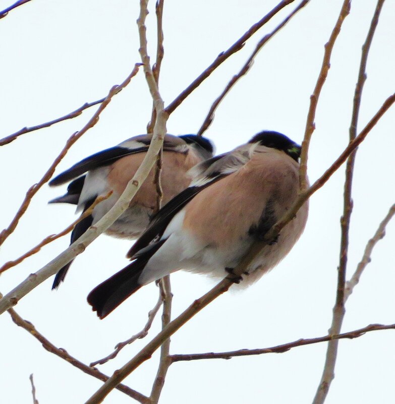 Снегирихи - Андрей Снегерёв