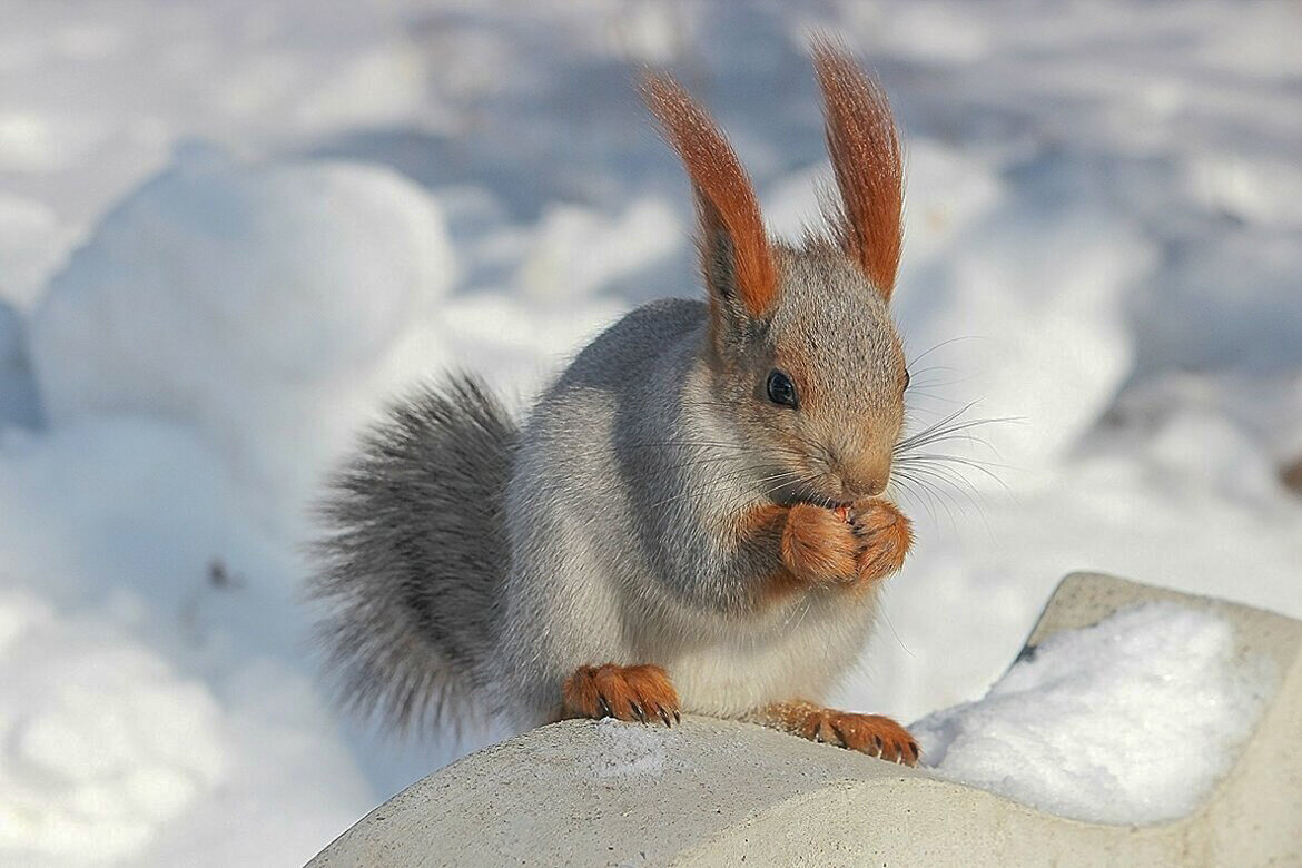 В ледниковый период - елена беликова