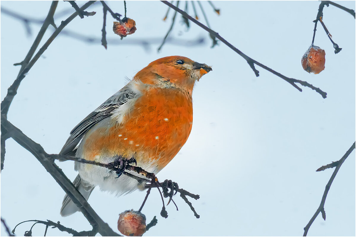 Обеденный перекус - Валентин Котляров