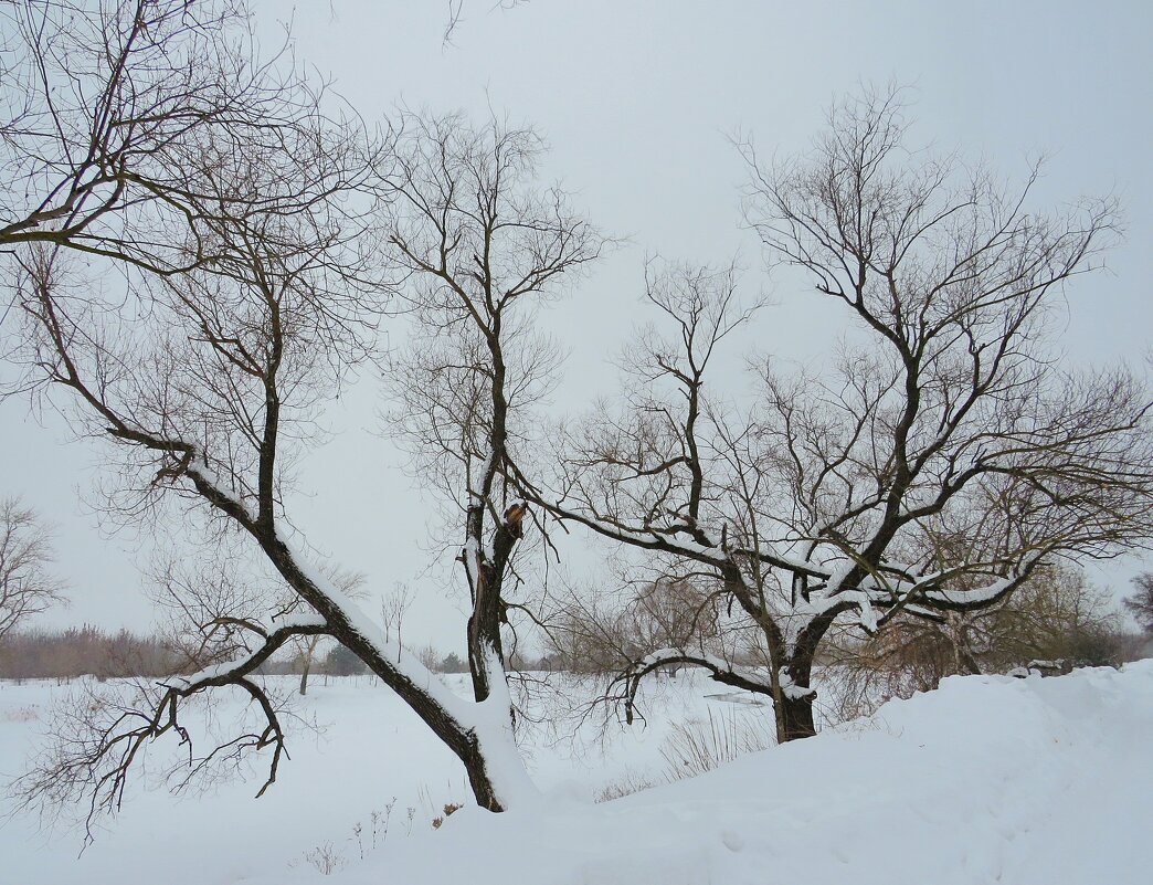 Зимние силуэты - Андрей Снегерёв