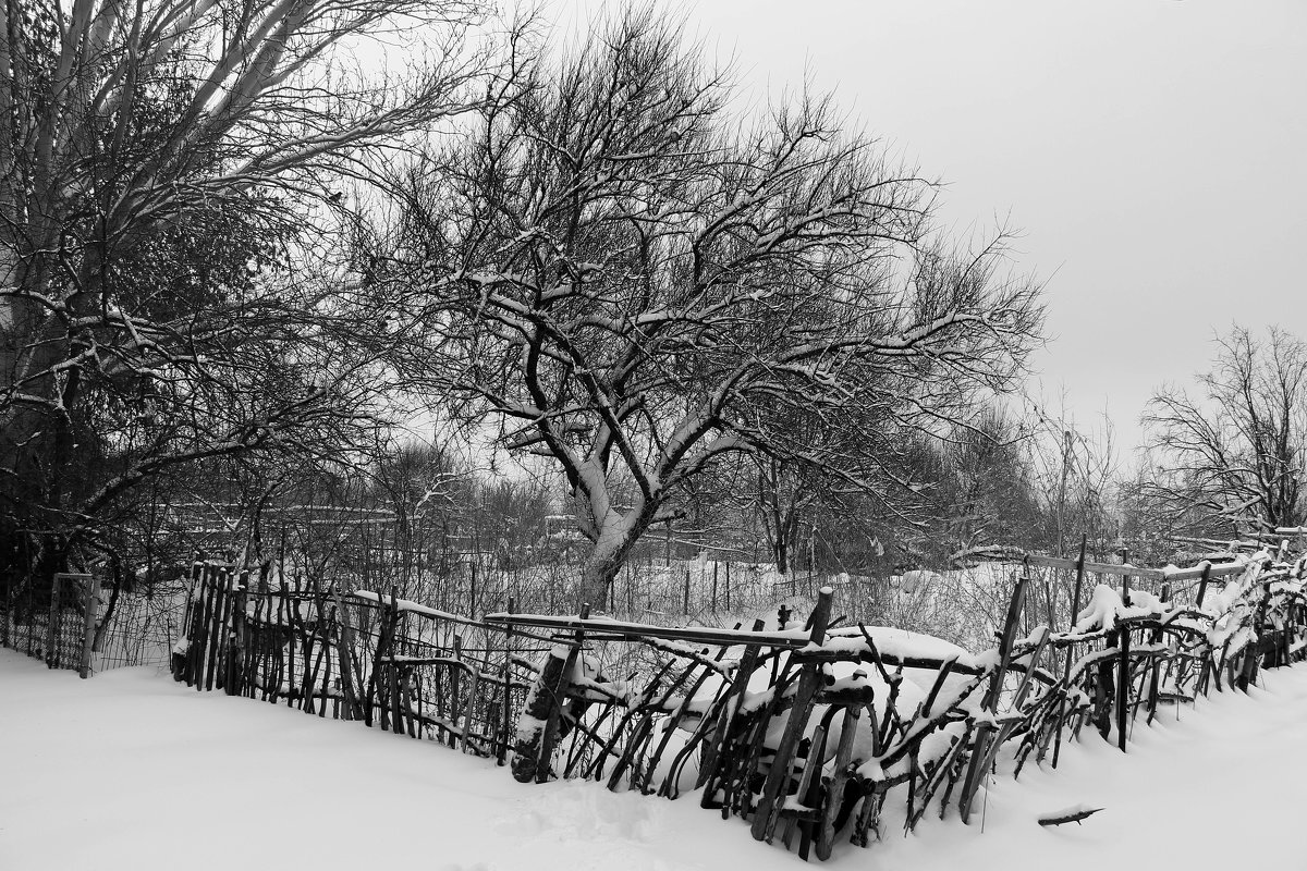 Плетень - Олегъ Петрович
