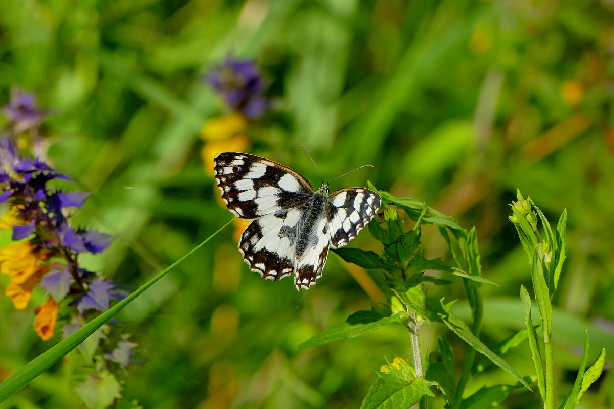 опять про бабочек...438 - Александр Прокудин