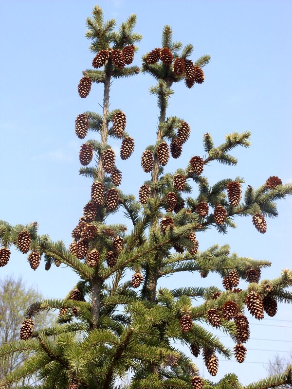 Ели. - Ирина ***