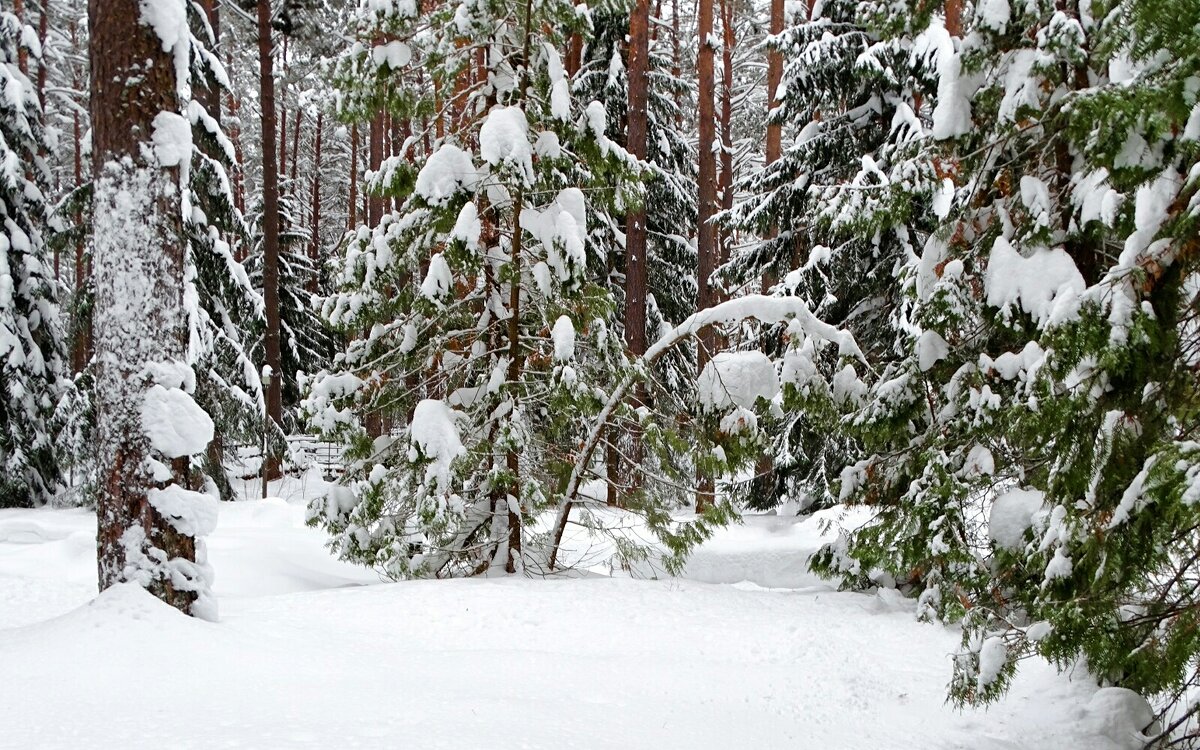 О красоте зимнего леса. - Милешкин Владимир Алексеевич 