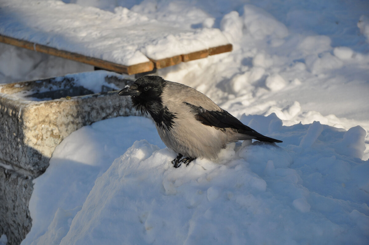 Серая ворона на снегу - Татьяна Машошина