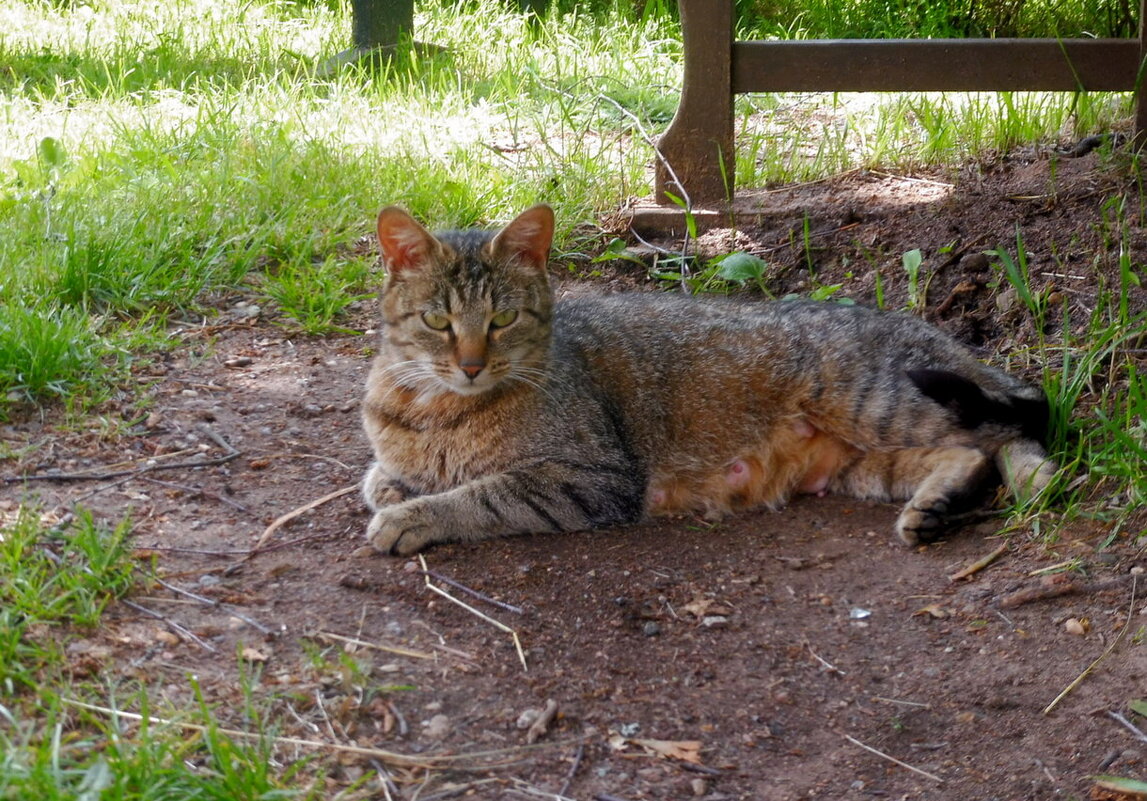 Пестрый - Елена Суханова