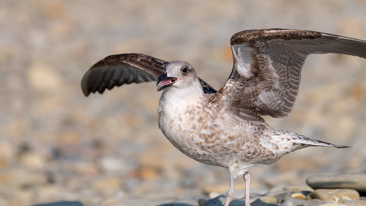 Молодая морская чайка - Владимир Лазарев