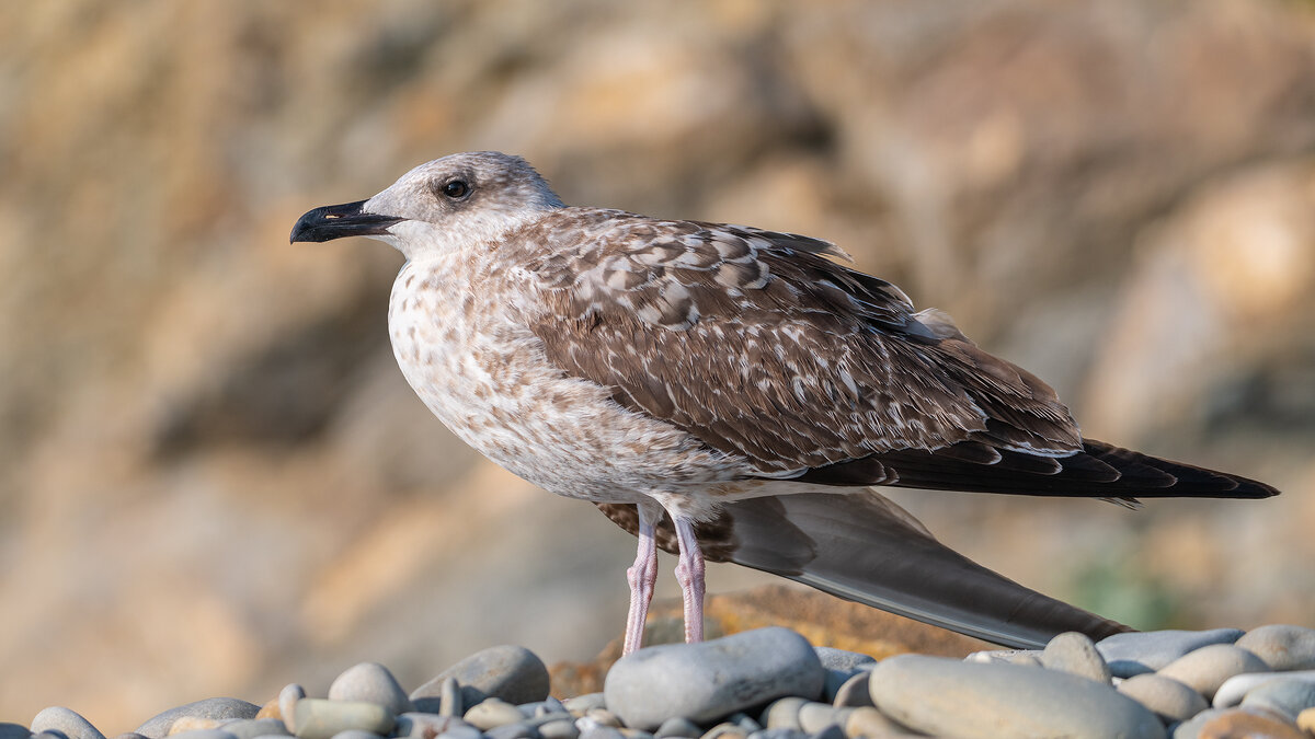 Молодая морская чайка - Владимир Лазарев