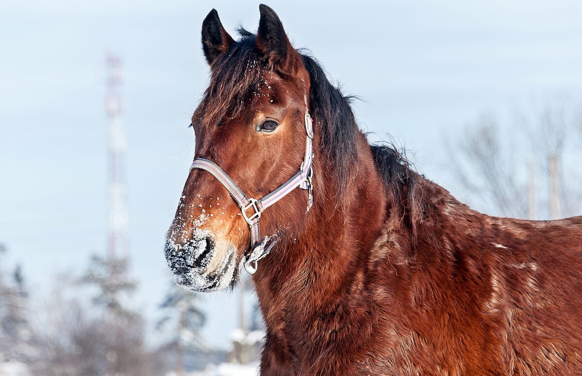 В морозный день - Валерий Иванович