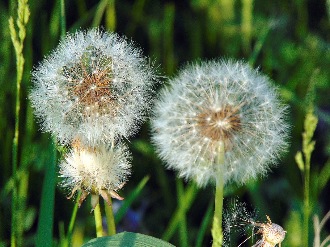 Одуванчики. - nadyasilyuk Вознюк