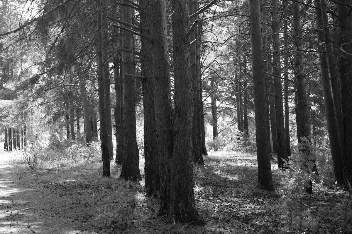 Фотография - Денис Безногов