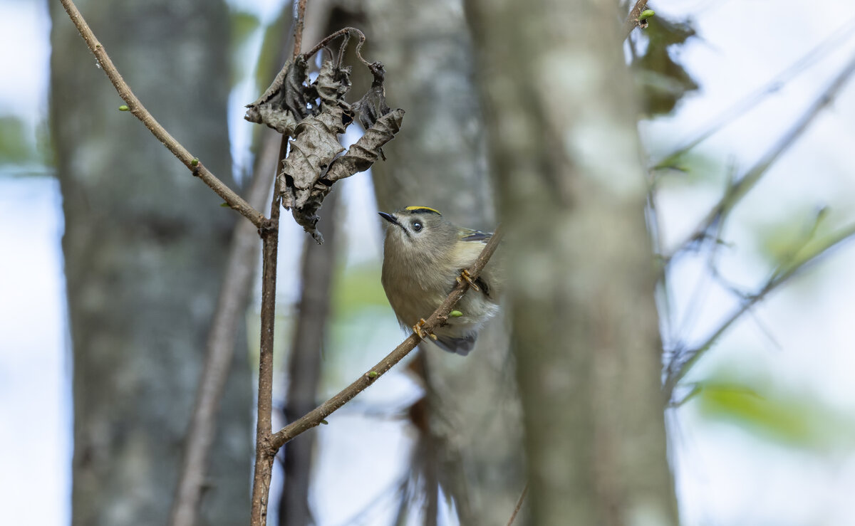 желтоголовый королек. - юрий макаров