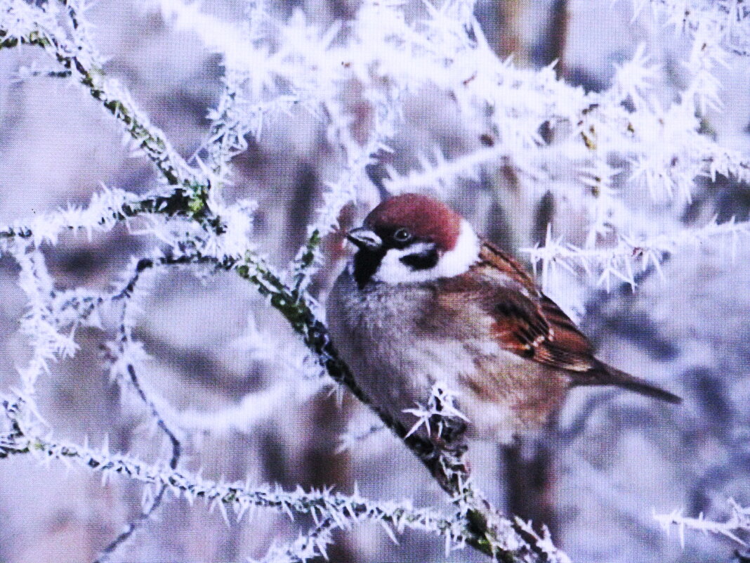 Замёрз воробей - Людмила Смородинская