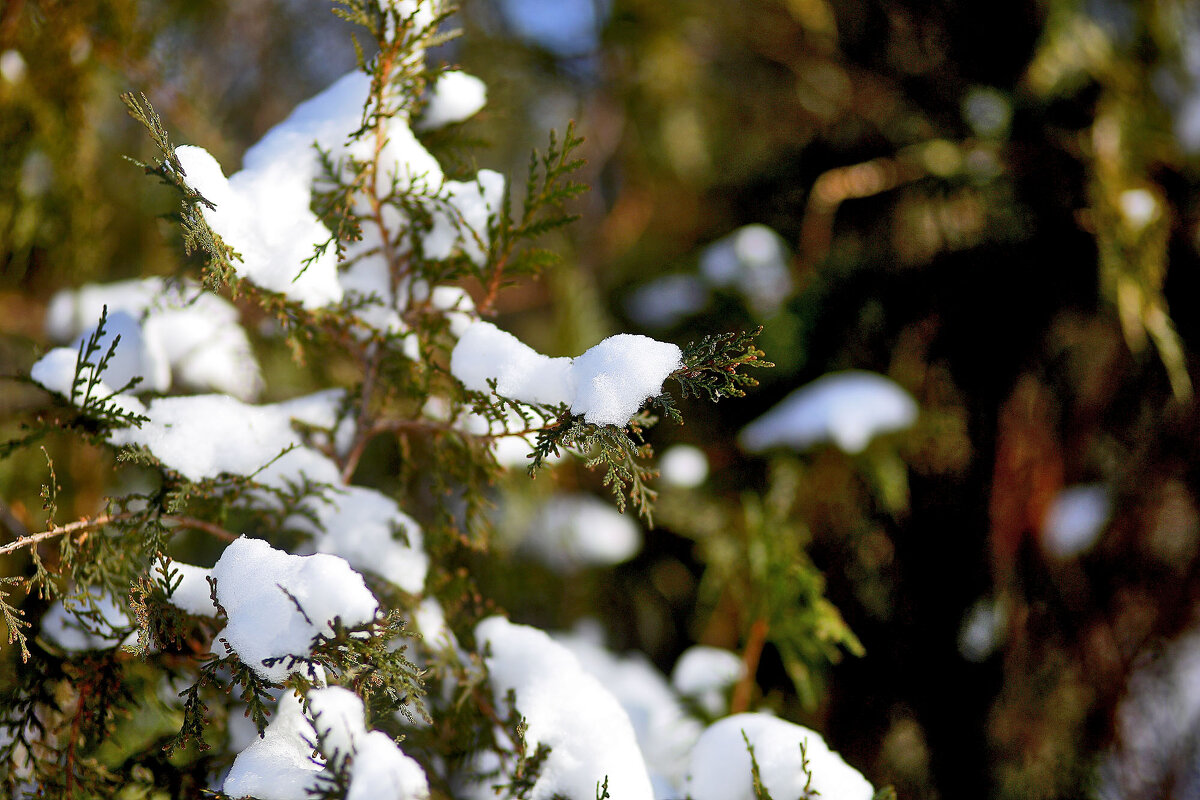 Снег на туе - Юрий Гайворонскiий