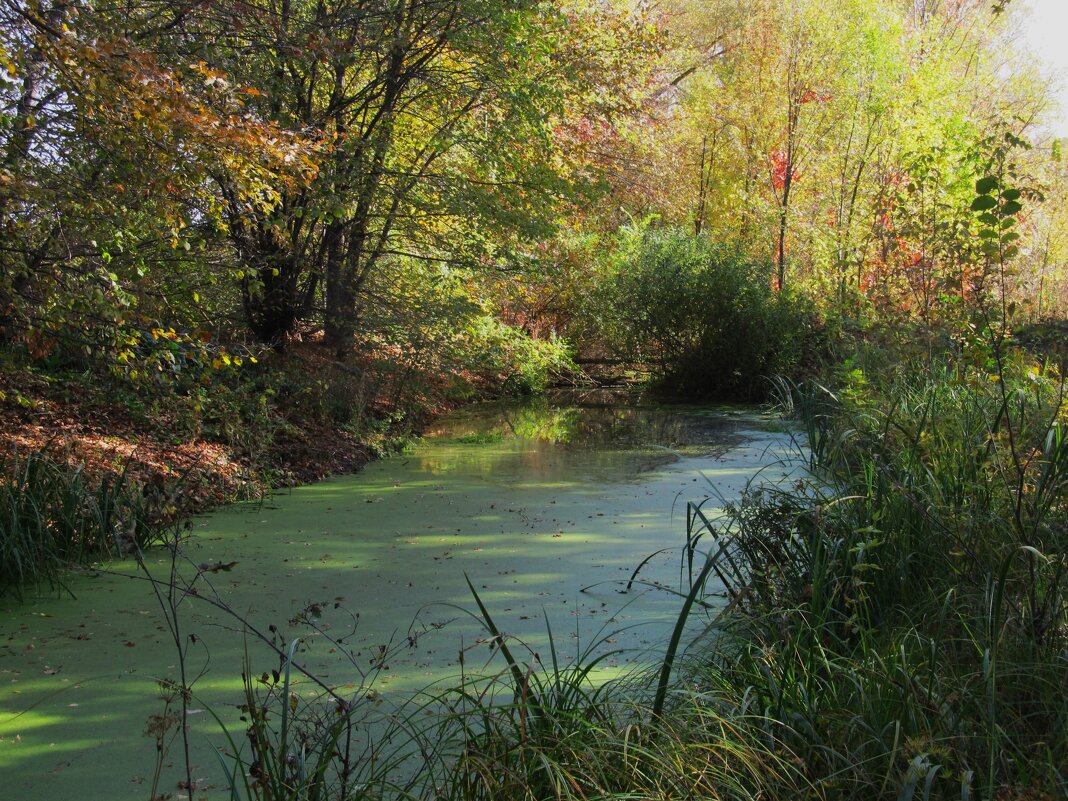 течёт зелёная река - Елена Шаламова