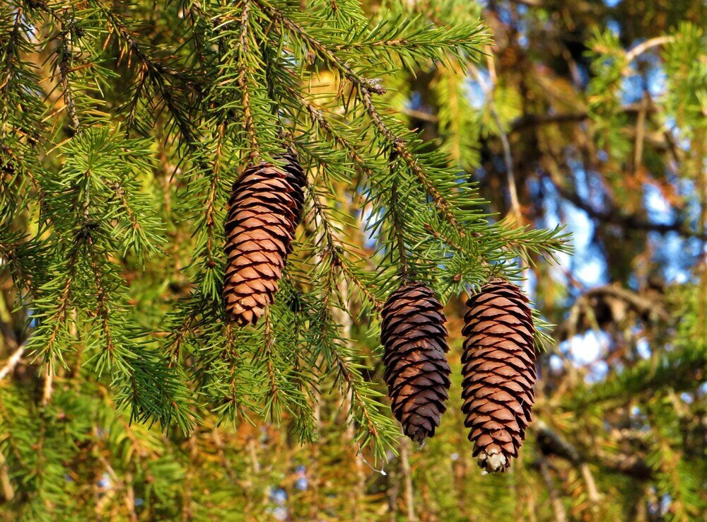 Шишки еловые - Лариса С.