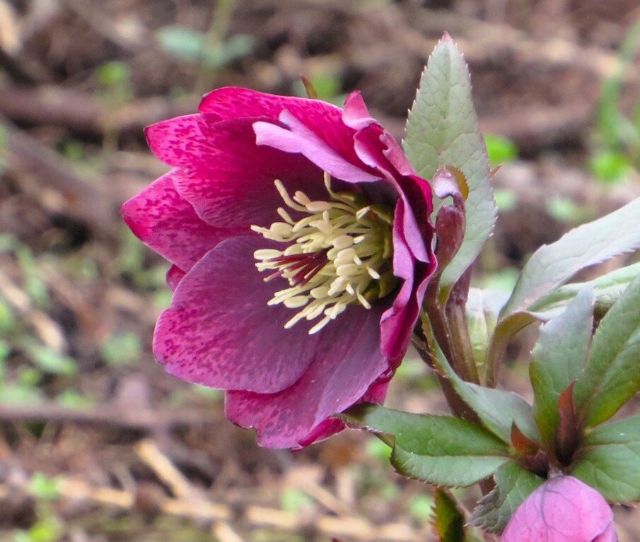 Морозник - Лариса С.