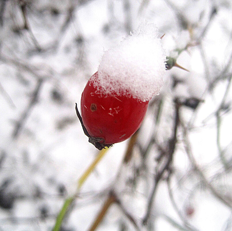 Зимнее - Елена Семигина