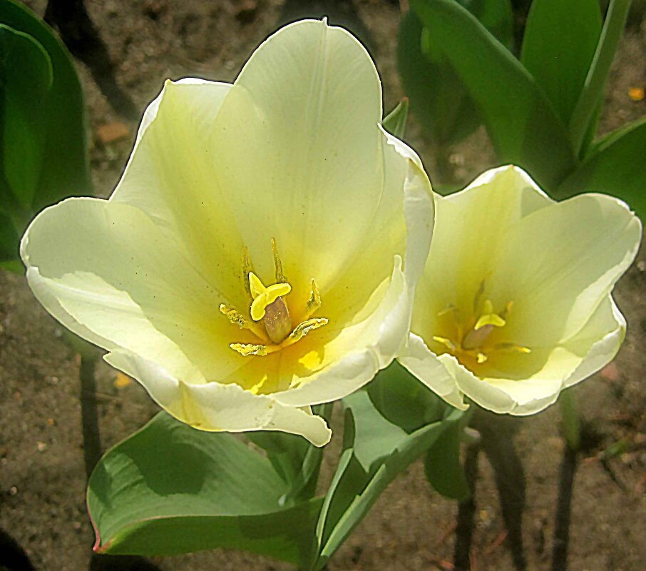 Двое - Елена Семигина