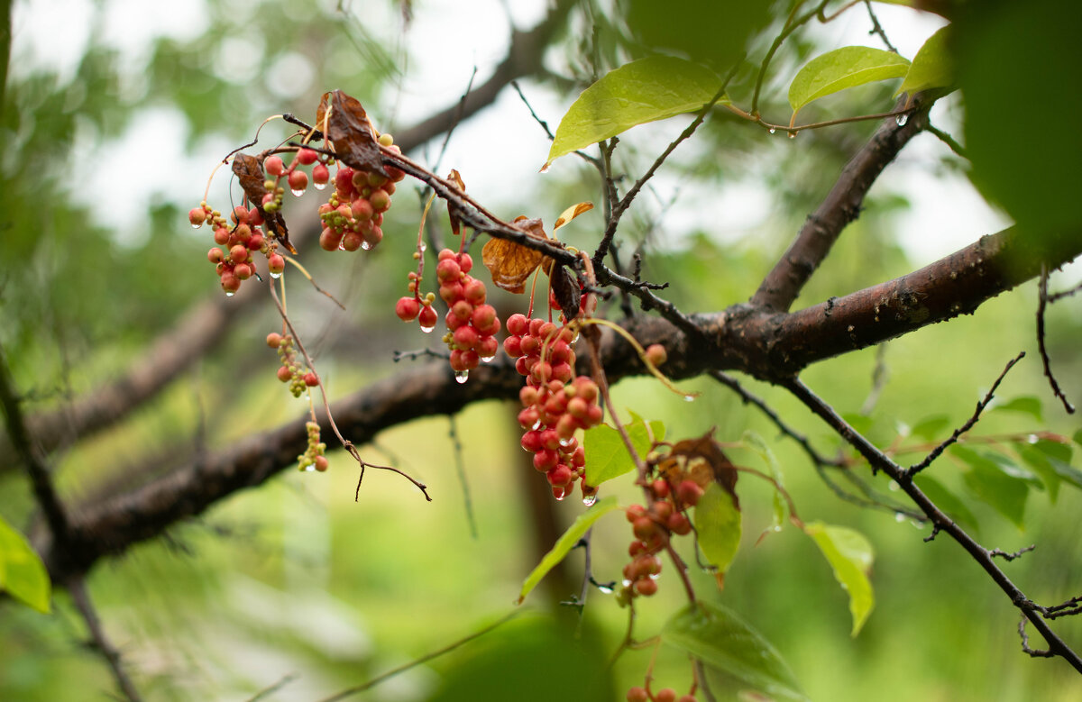 После дождя... - Светлана Попова