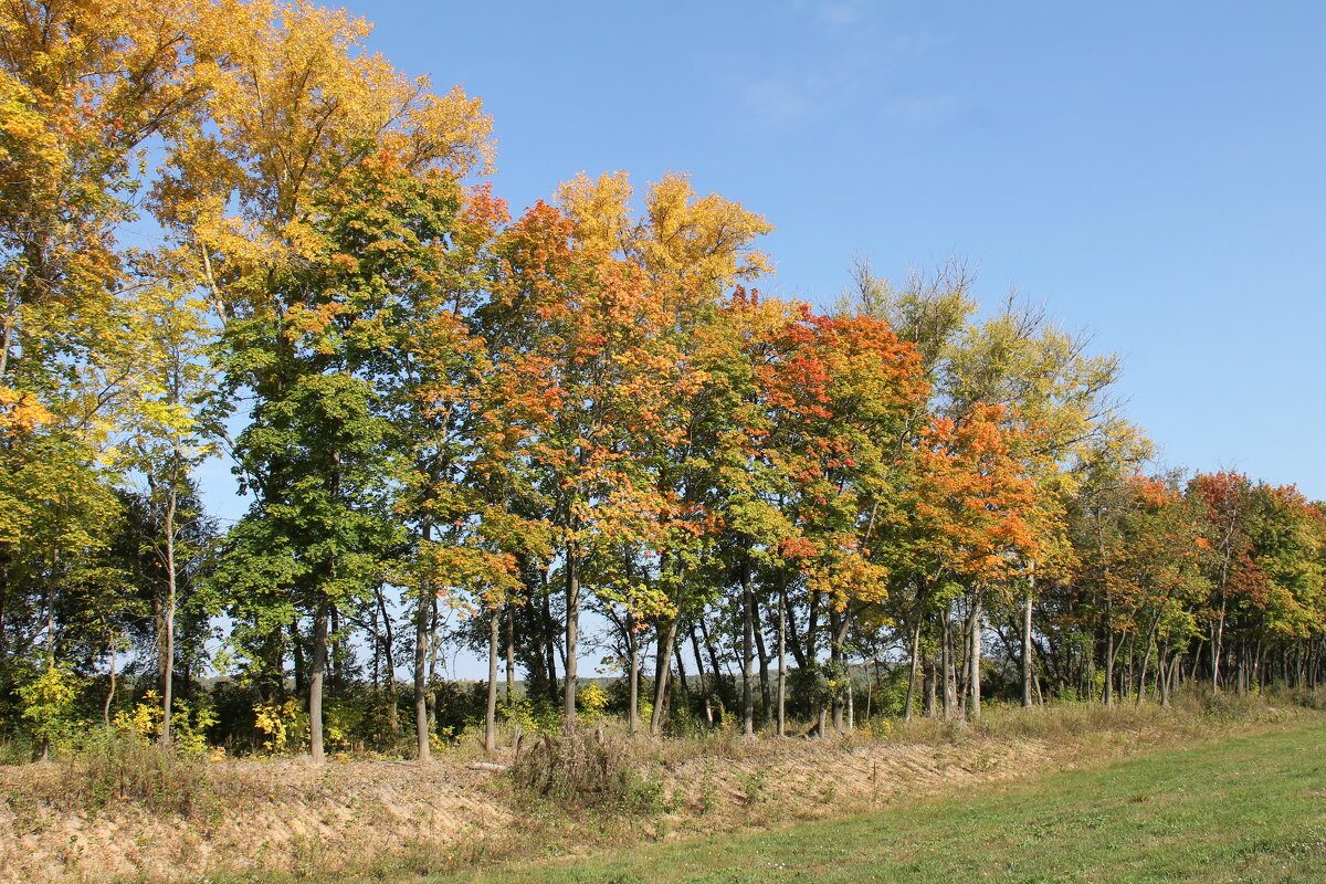 ОСЕННИЕ КЛЕНЫ У ДОРОГИ - Валентина 