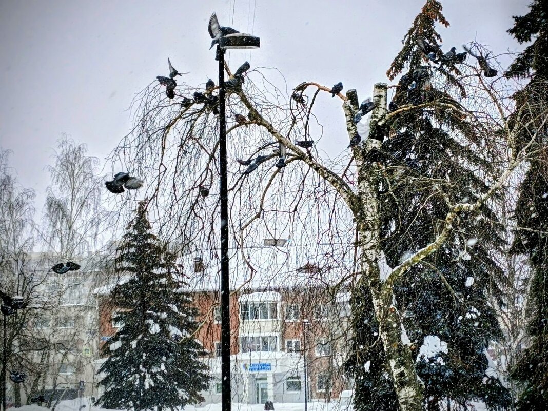 Зимний город. - Михаил Столяров