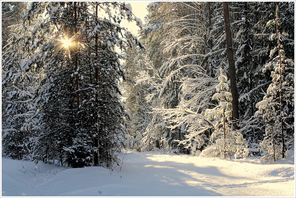 По зимнему лесу... - Aleksandr Gal