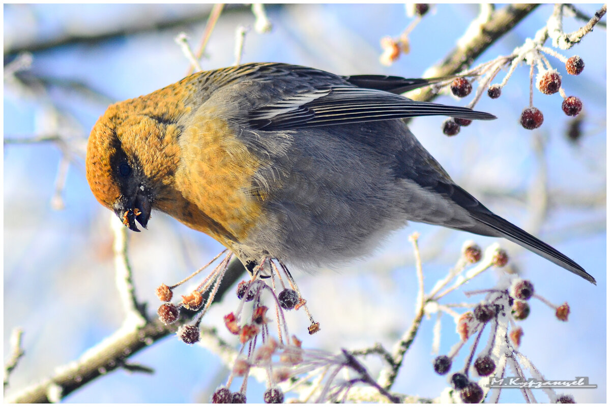 Щур обыкновенный. - Михаил Курзанцев