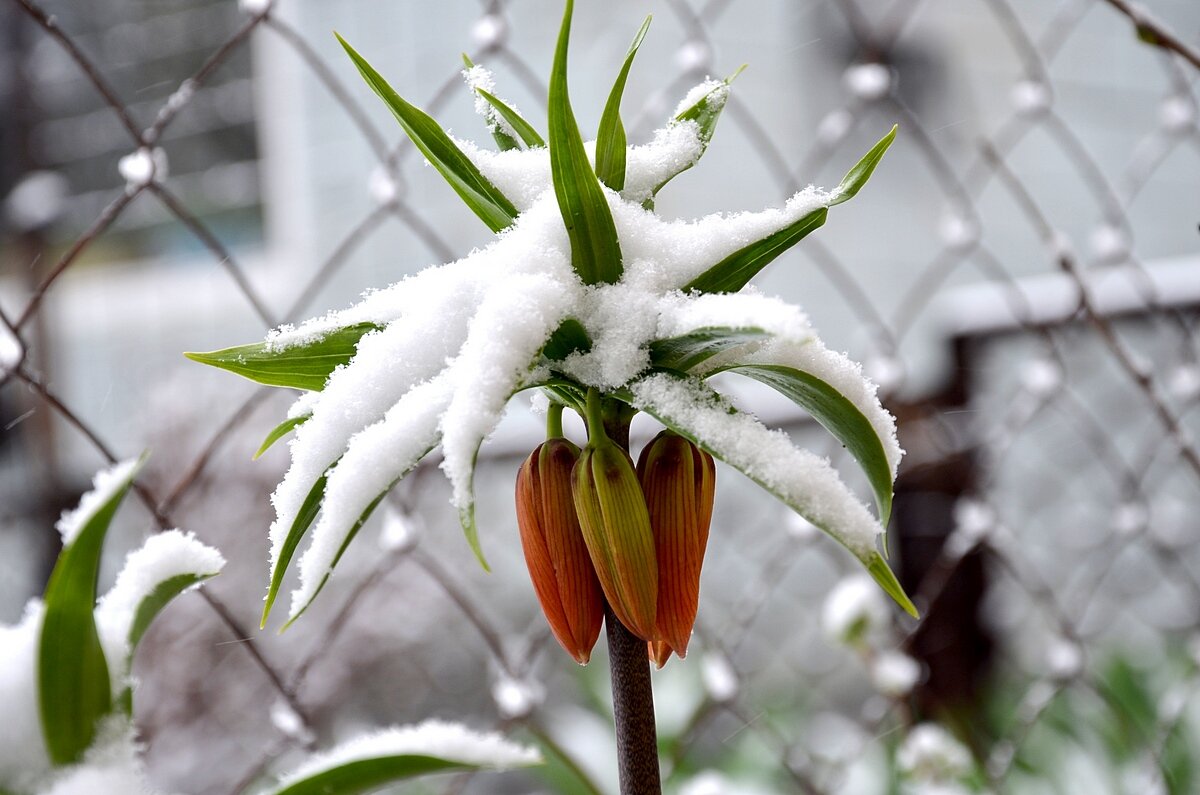 скоро весна! - Aleksandr . скоро весна! - Aleksandr .